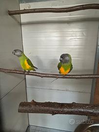 Parrocchetti del Senegal