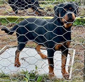 Rottweiler femmina 18 mesi