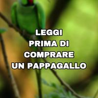 Pappagallo