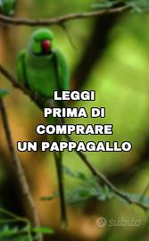 Pappagallo