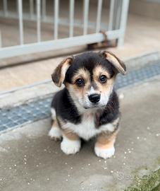 Cucciolo Welsh Corgi Pembroke
