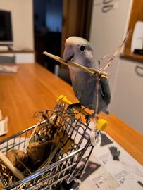 Pappagallo inseparabile