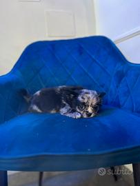 Chihuahua pelo lungo mini