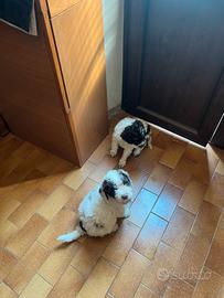 Lagotto romagnolo