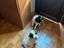 Immagine 1