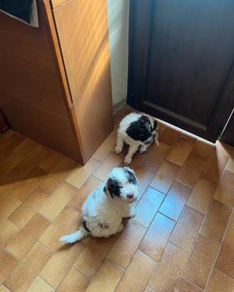 Lagotto romagnolo