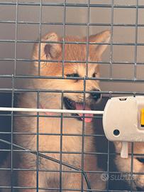 Akita inu giapponese