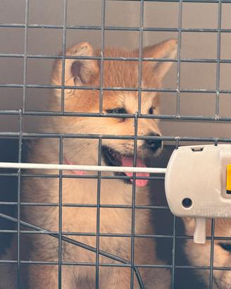 Akita inu giapponese