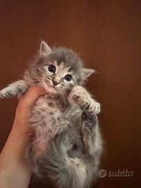 Cucciolo di gatto