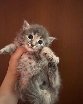 Cucciolo di gatto