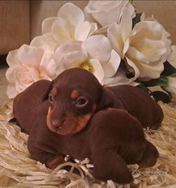 Cuccioli bassotti