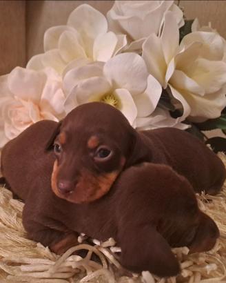 Cuccioli bassotti