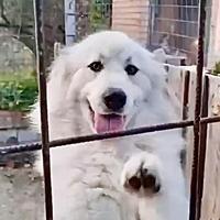 Leo un'anima buona rinchiusa in un box