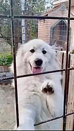 Leo un'anima buona rinchiusa in un box