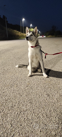 Cucciolo husky