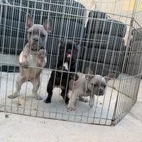 Cuccioli bulldog francese 70 giorni sverminati