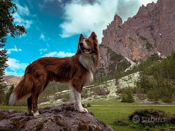 Nuova cucciolata di Border Collie