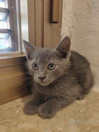 Joy gattino 2 mesi
