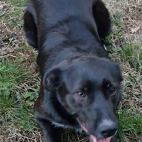 Femmina sterilizzata di 2 anni