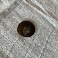 ammonite fossile 