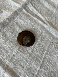 ammonite fossile 