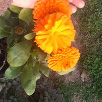 Pianta di Calendula officinalis gigante