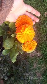 Pianta di Calendula officinalis gigante