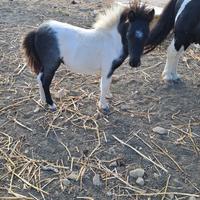 Mini pony