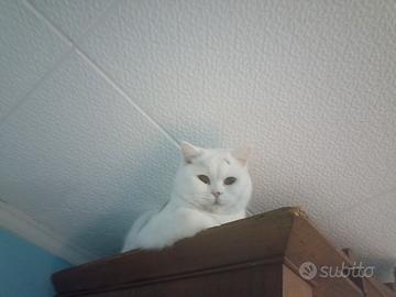 Gattina british shorthair 1 anno