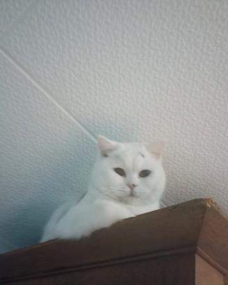 Gattina british shorthair 1 anno