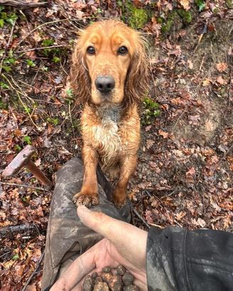 Cocker spaniel da tartufo