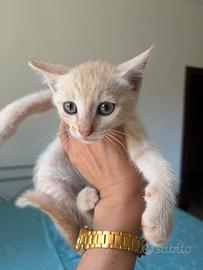 Il gattino maschio Ugo 1,5 mesi