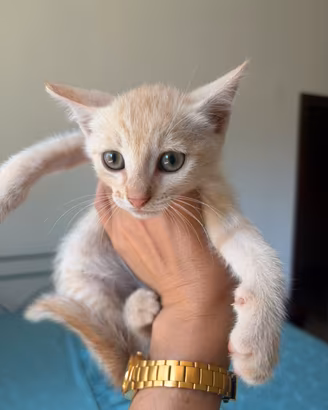 Il gattino maschio Ugo 1,5 mesi