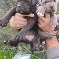 Cuccioli di Cane Corso