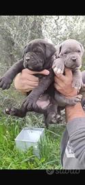 Cuccioli di Cane Corso