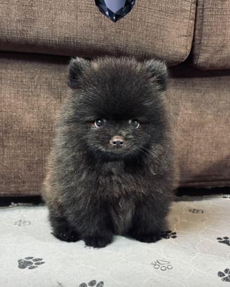Volpino pomerania TOY Total black NERO Pedigree