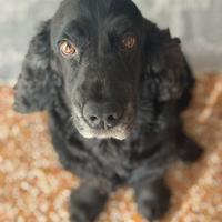 Cocker Spaniel