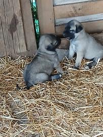 Kangal