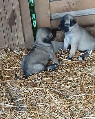 Kangal