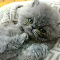 Gatto Persiano Ipertipico