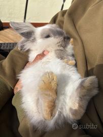 Coniglio nano ariete