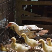 Anatroccoli di anatra muta