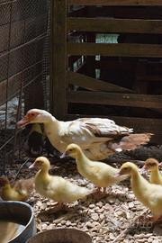 Anatroccoli di anatra muta