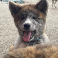 Cucciolo di Akita Inu con Pedigree