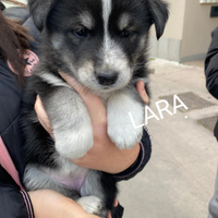 Adotta incrocio Husky