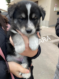 Adotta incrocio Husky