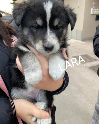 Adotta incrocio Husky