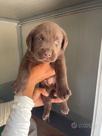 Labrador cioccolato con pedigree