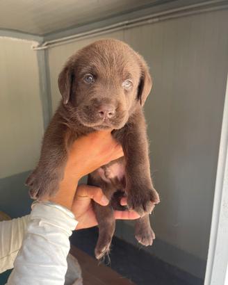 Labrador cioccolato con pedigree