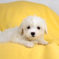 Maltese femmina disponibile